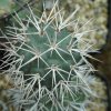 Tephrocactus_alexanderi